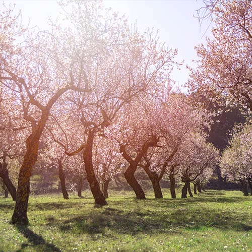 antecedentes_mazapan-500x375